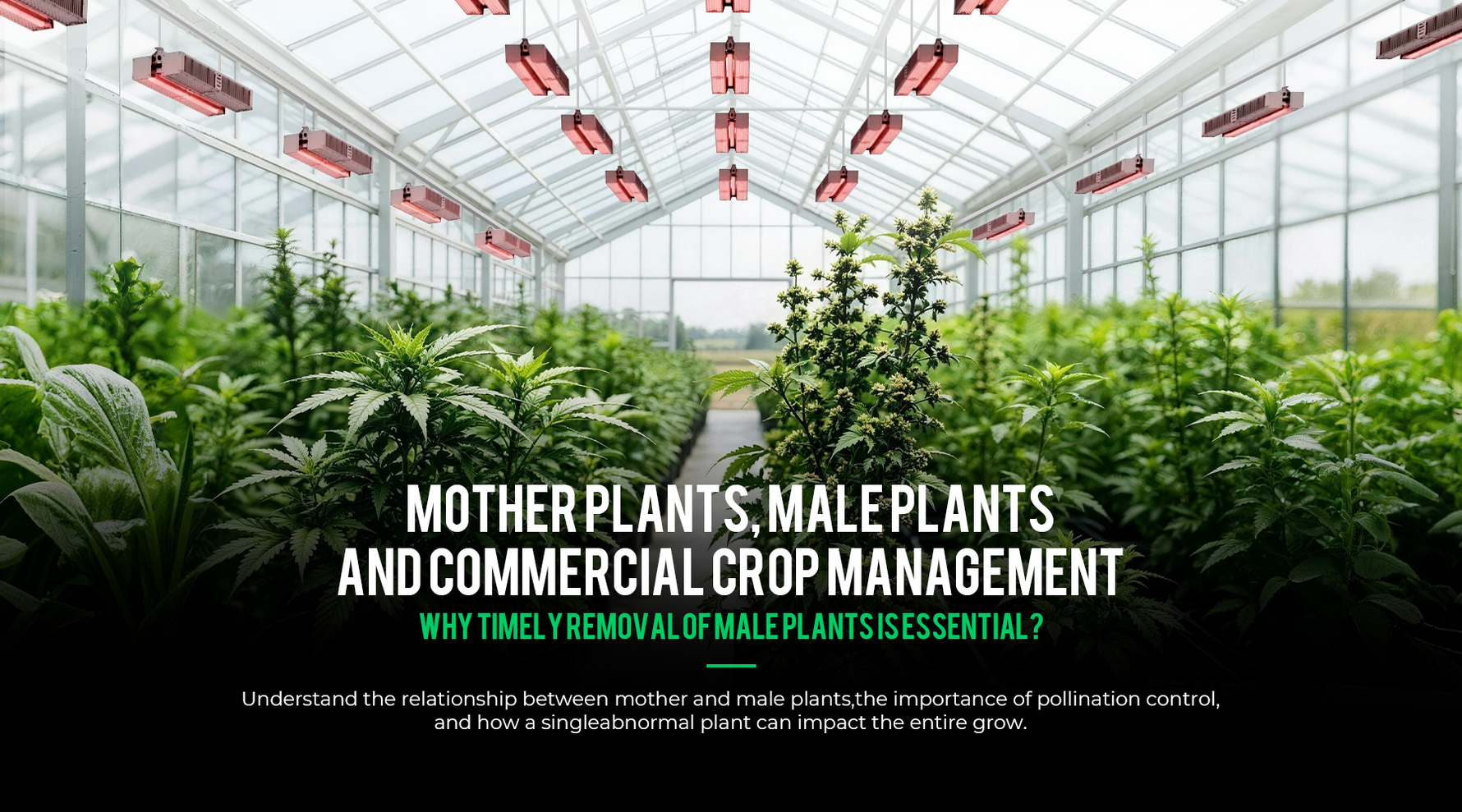 inside a greenhouse focusing on mother plants, male plants, and pollen management in commercial cultivation.