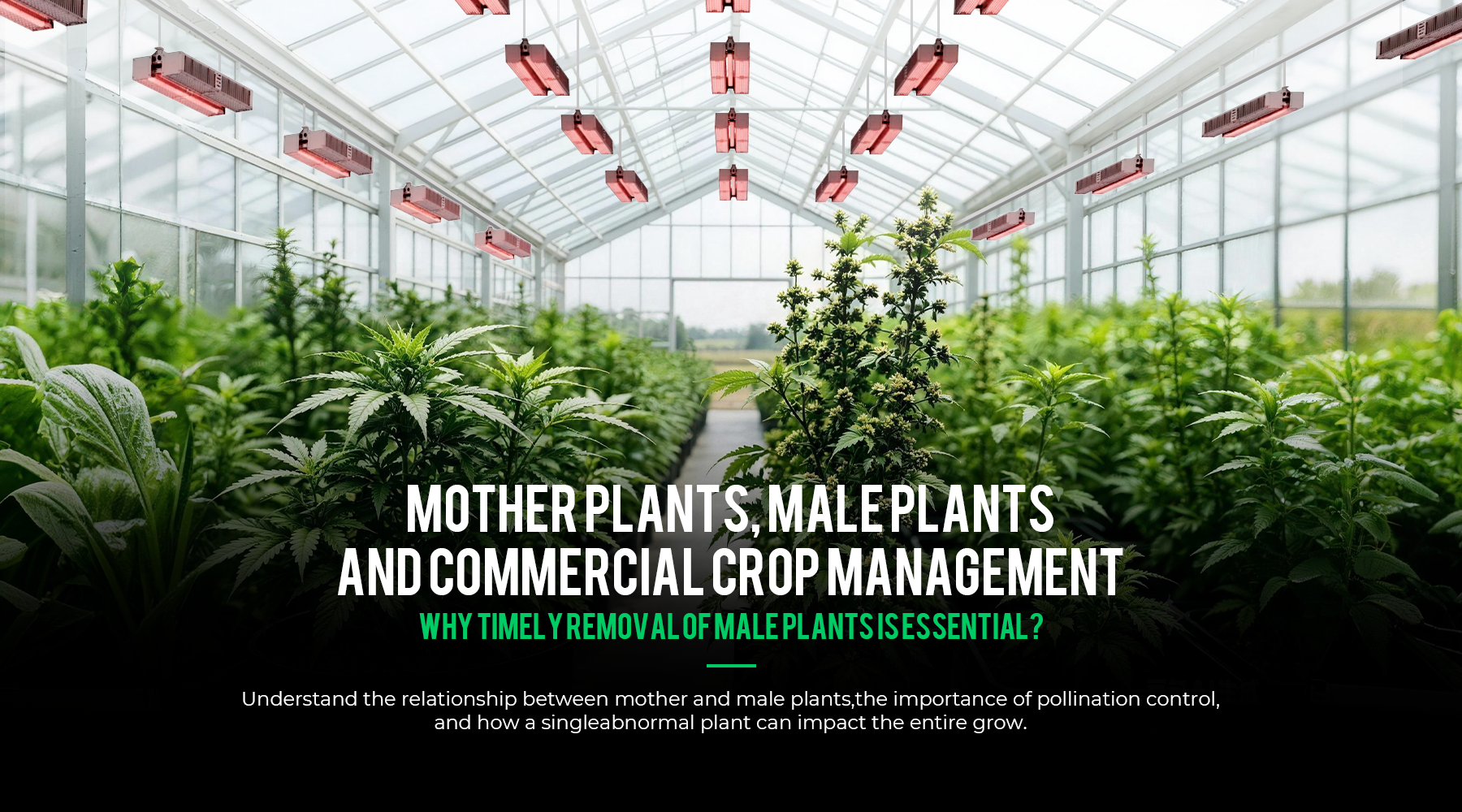inside a greenhouse focusing on mother plants, male plants, and pollen management in commercial cultivation.