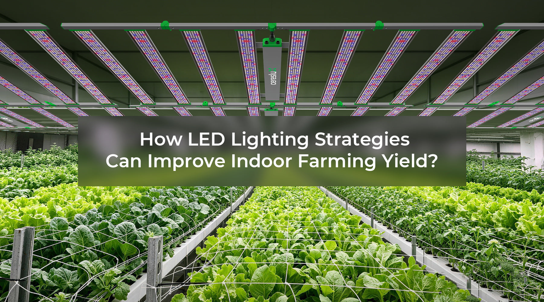 LED lighting for indoor farming in a modern indoor farm with vibrant green crops.
