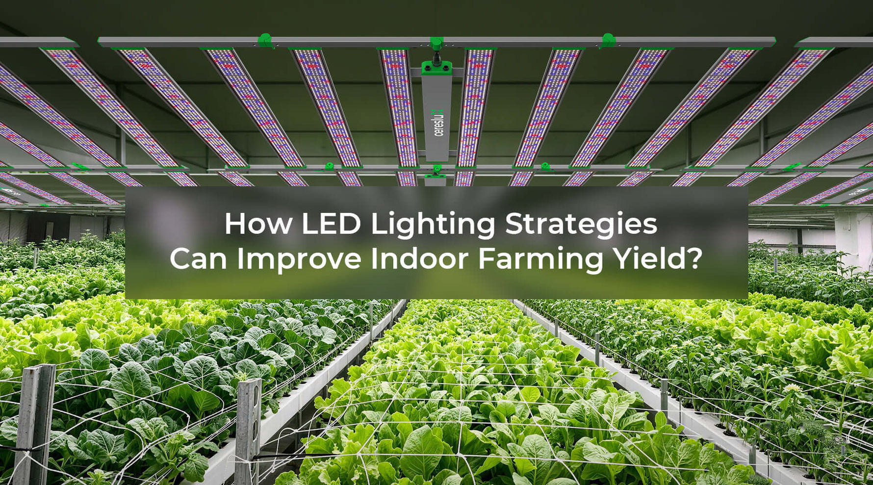 LED lighting for indoor farming in a modern indoor farm with vibrant green crops.