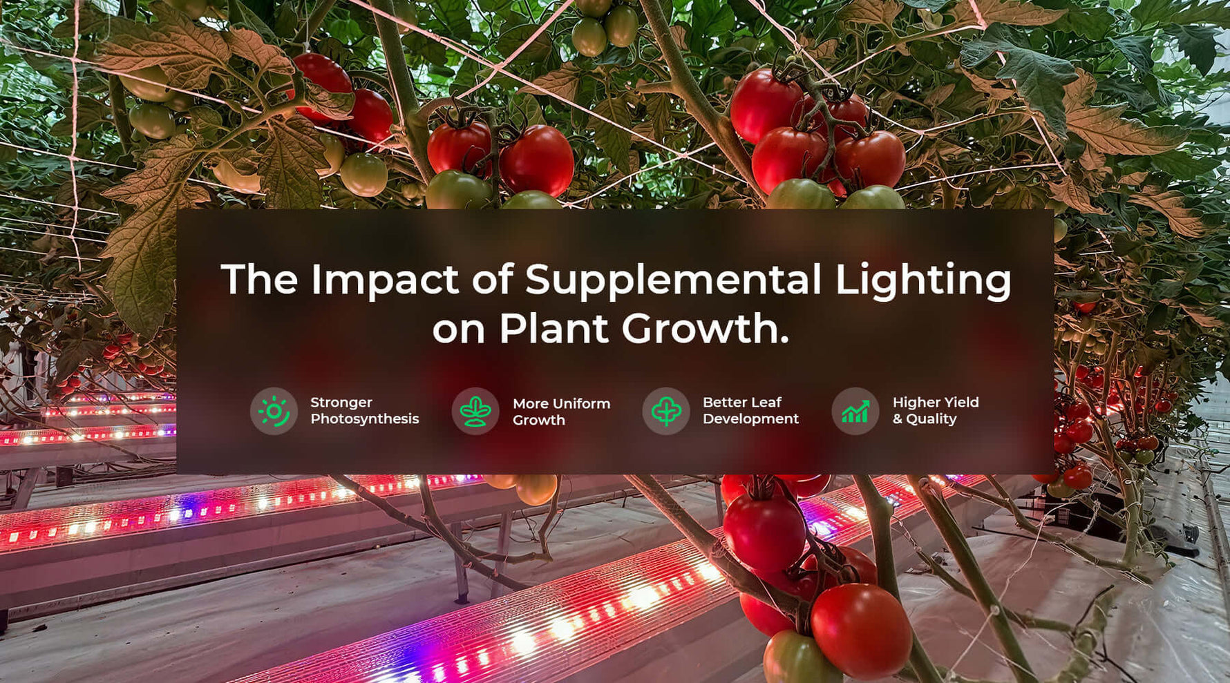Tomato plants growing under supplemental lighting for indoor plants in a greenhouse environment.