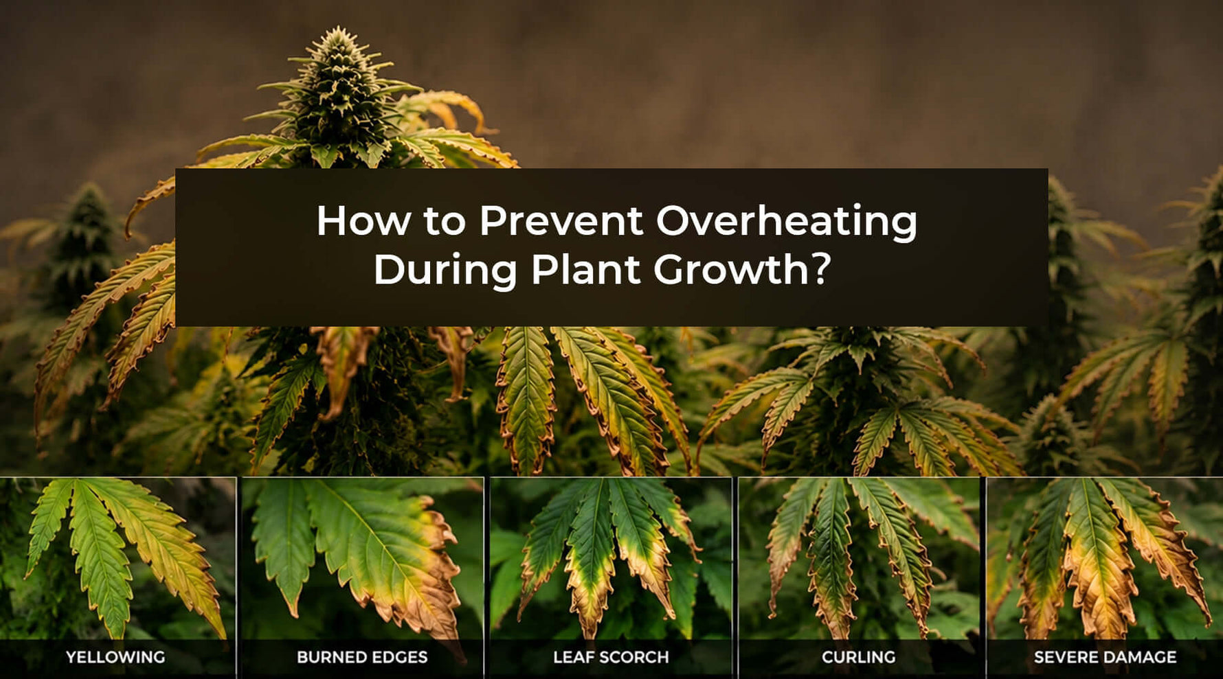 controlling heat stress in indoor plants illustrated by symptoms like yellowing, burned edges, and severe damage.