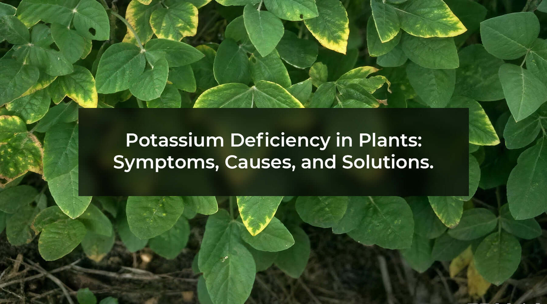 Potassium deficiency in plants emphasizing the importance of potassium for plant growth with symptoms and causes.