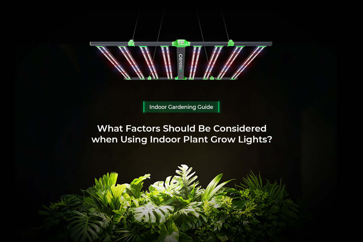 Indoor gardening lighting setup highlighting indoor growing light factors for optimal plant growth.