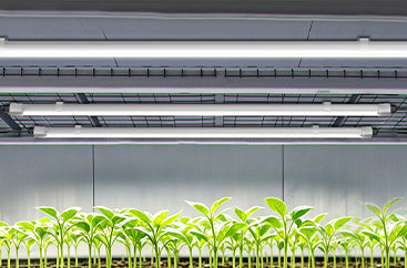Freshly sprouted plants under grow lights in a greenhouse for plant seeds collection.