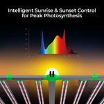 Intelligent sunrise and sunset control for peak photosynthesis with CeresLux Slim Power 880W commercial LED grow light 880W.