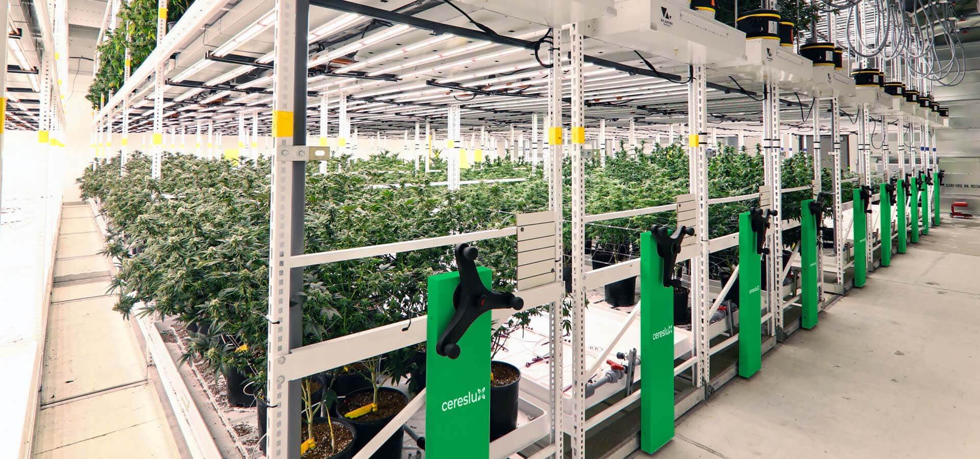 Indoor cannabis cultivation facility with organized rows of healthy plants under LED lights.
